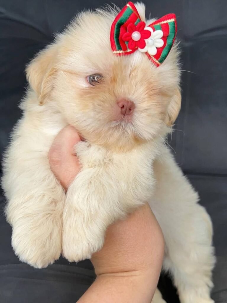 Biscuit, a gold and white Shih Tzu puppy available for adoption