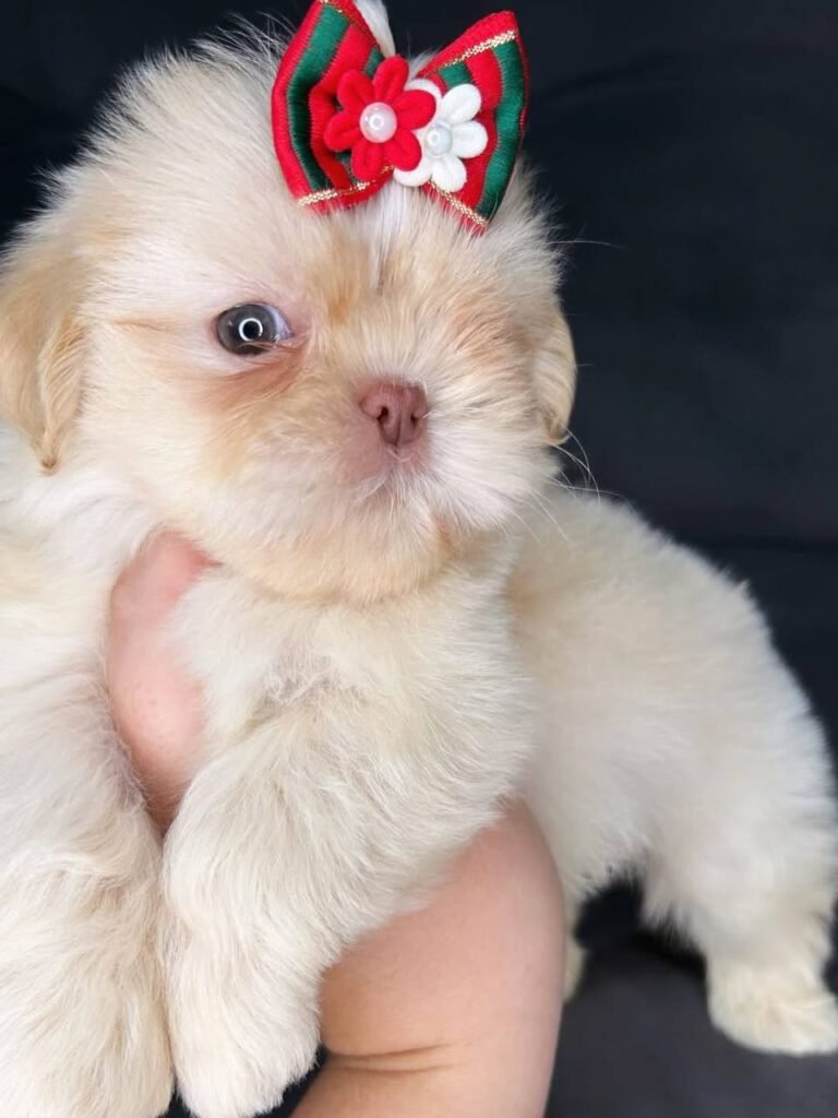 Biscuit, a gold and white Shih Tzu puppy available for adoption