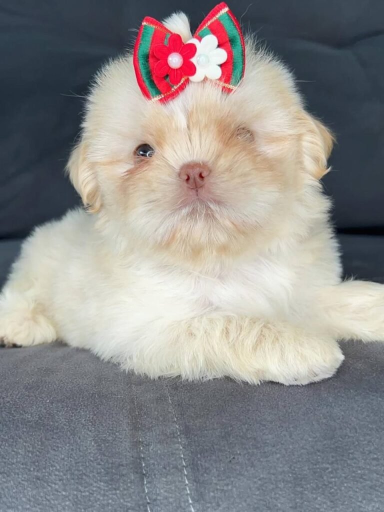 Biscuit, a gold and white Shih Tzu puppy available for adoption