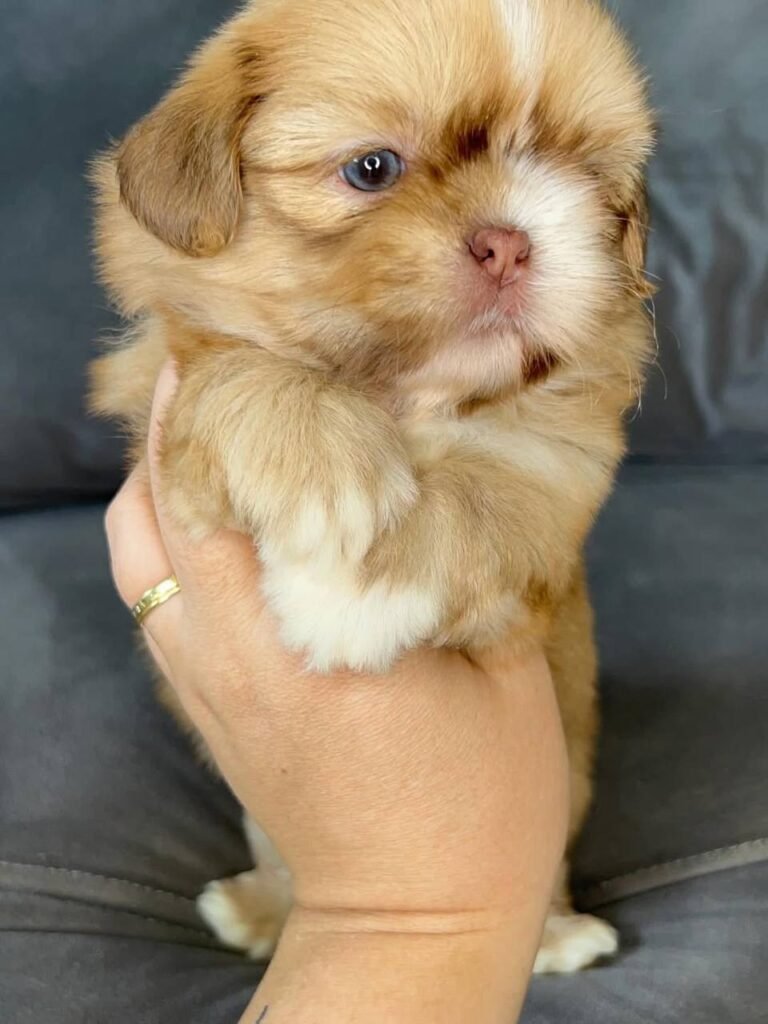 Clementine, a red and white Shih Tzu puppy available for adoption