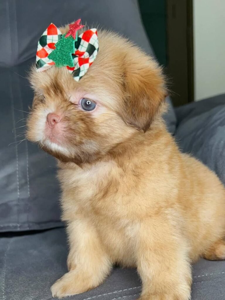Clementine, a red and white Shih Tzu puppy available for adoption