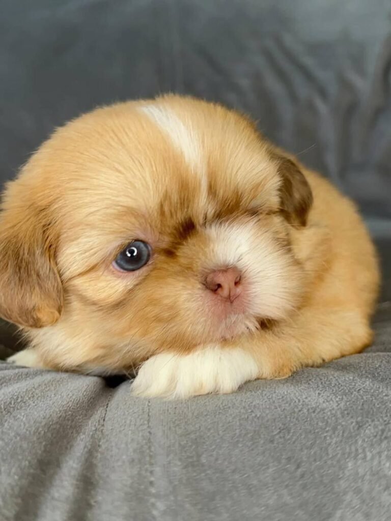Clementine, a red and white Shih Tzu puppy available for adoption