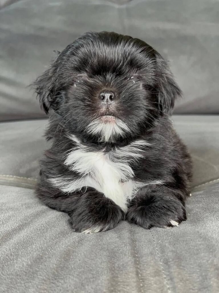 Coco, a black and white Shih Tzu puppy available for adoption