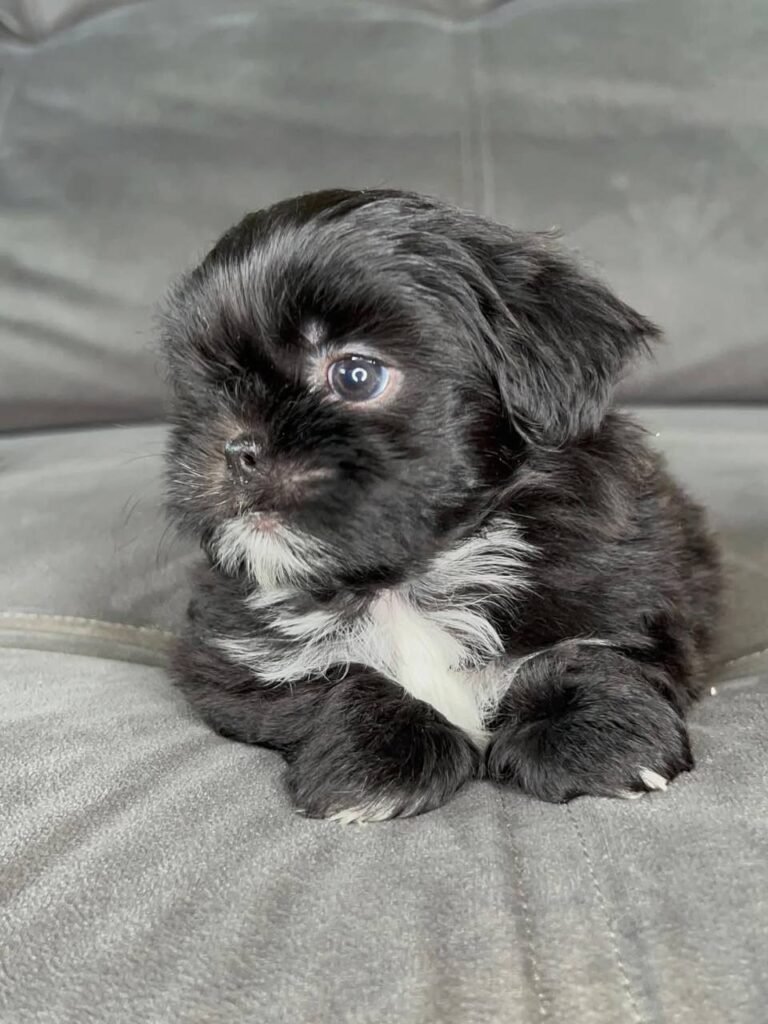Coco, a black and white Shih Tzu puppy available for adoption