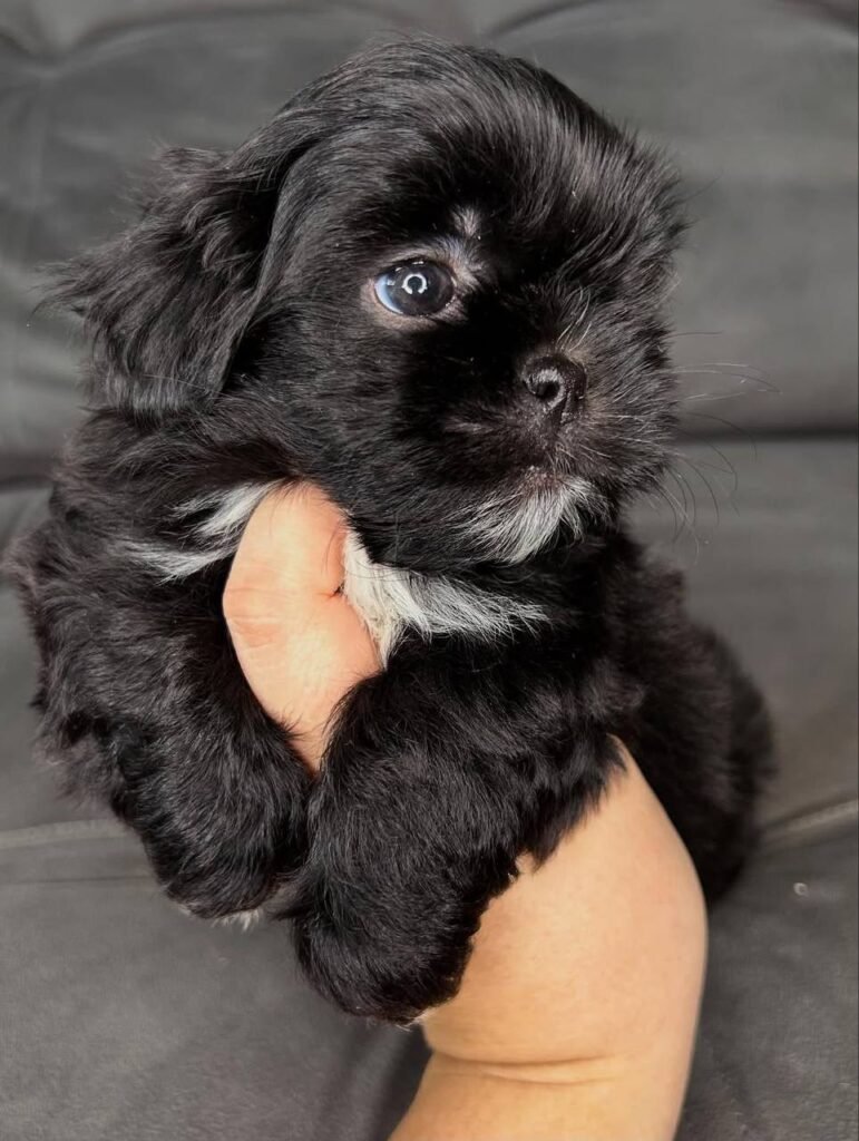 Coco, a black and white Shih Tzu puppy available for adoption