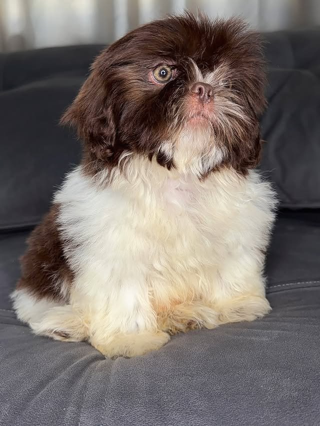 Peanut, a liver and white Shih Tzu puppy available for adoption