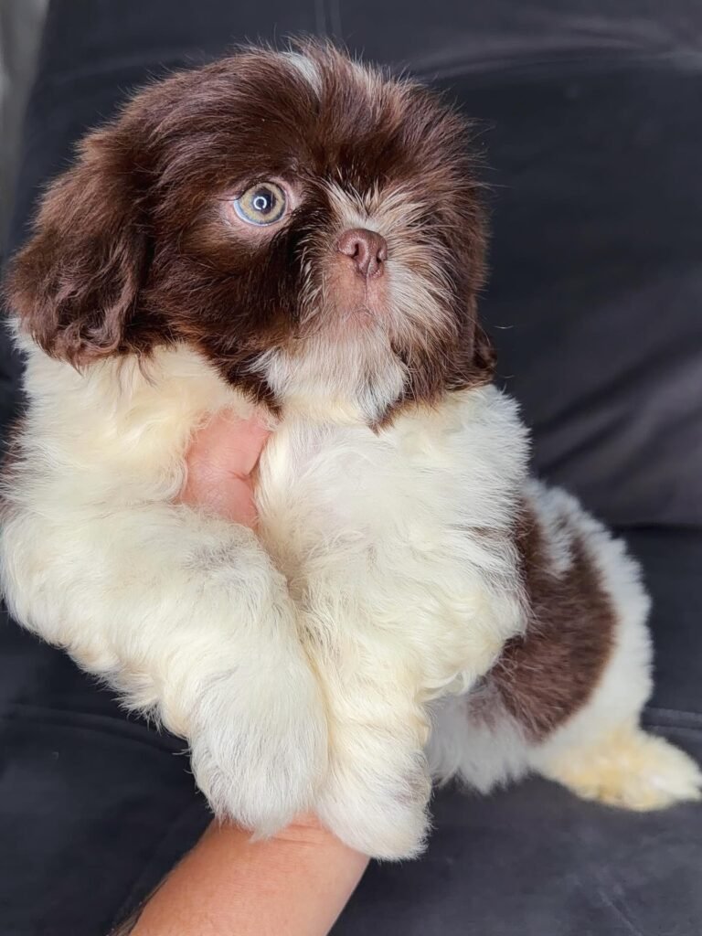 Peanut, a liver and white Shih Tzu puppy available for adoption