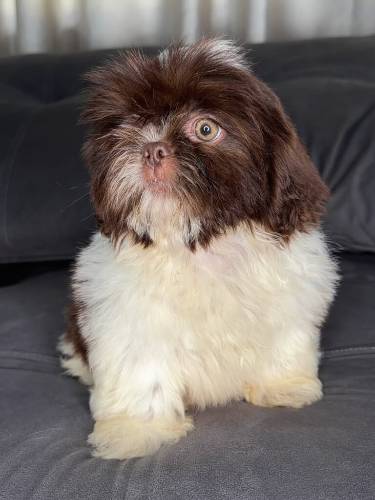 Peanut, a liver and white Shih Tzu puppy available for adoption