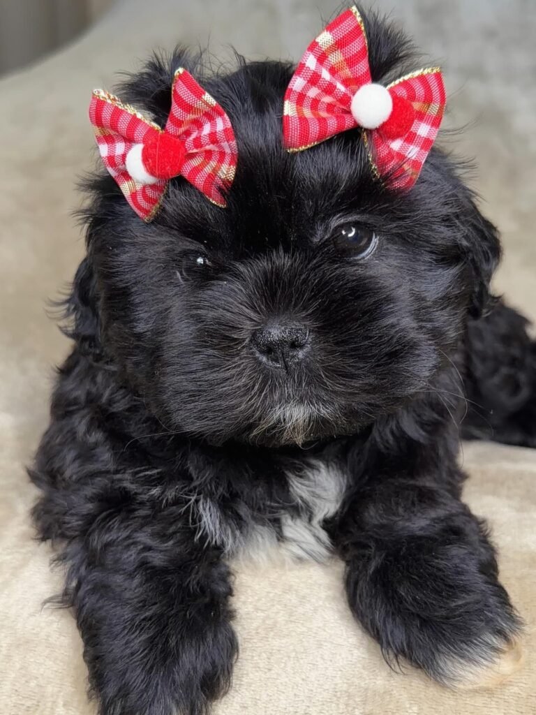 Truffle, a solid black Shih Tzu puppy available for adoption