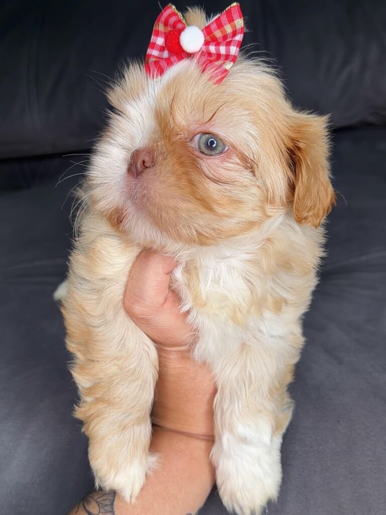 Marmalade, a gold and white Shih Tzu puppy available for adoption