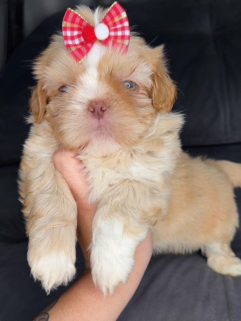 Marmalade, a gold and white Shih Tzu puppy available for adoption