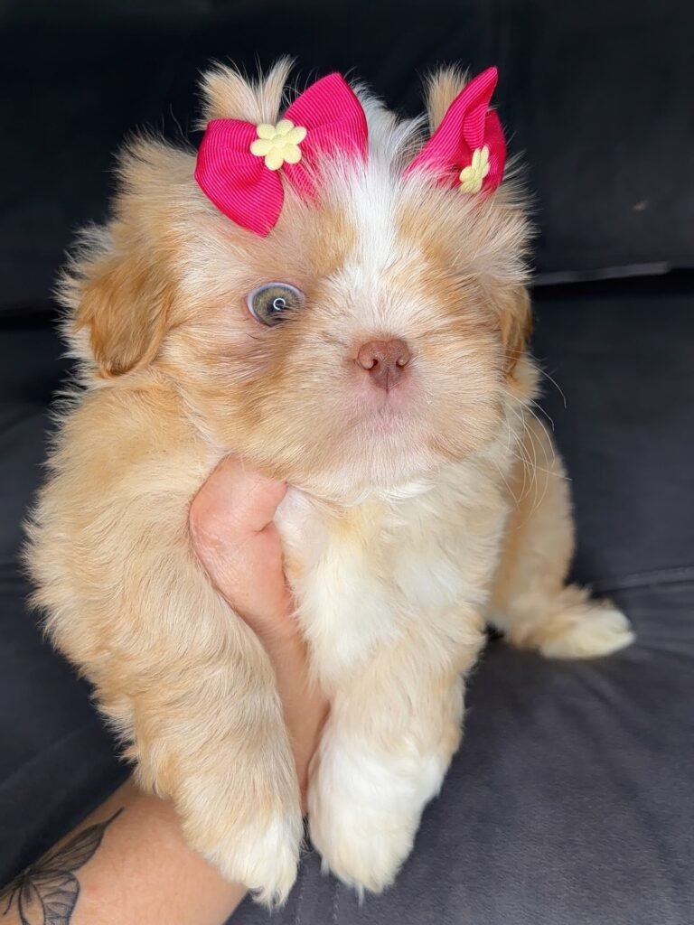 Marmalade, a gold and white Shih Tzu puppy available for adoption