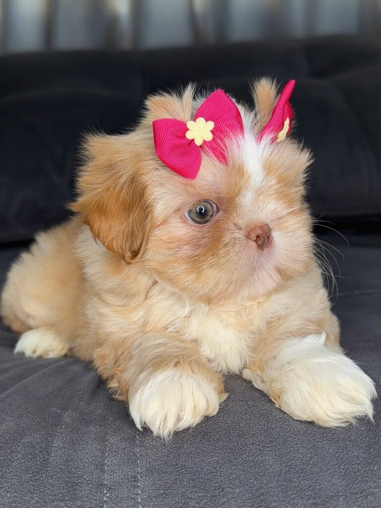 Marmalade, a gold and white Shih Tzu puppy available for adoption