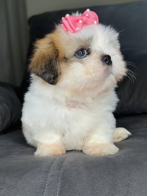 Poppy, a gold and white Shih Tzu puppy available for adoption