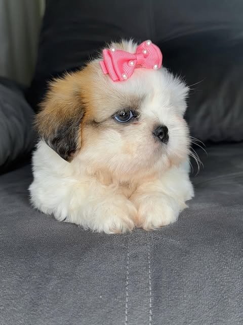 Poppy, a gold and white Shih Tzu puppy available for adoption