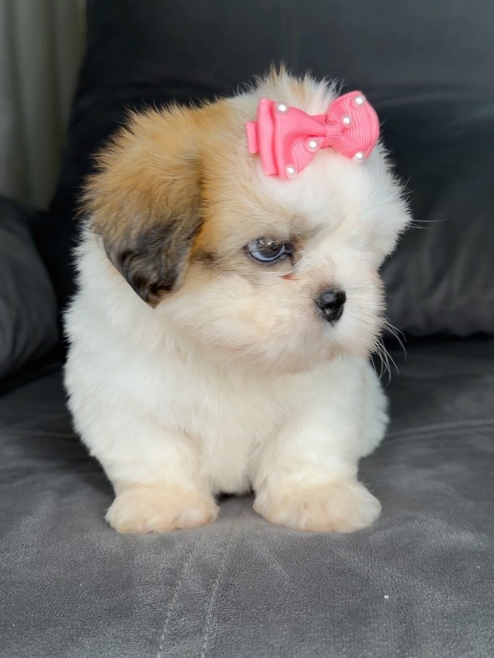 Poppy, a gold and white Shih Tzu puppy available for adoption