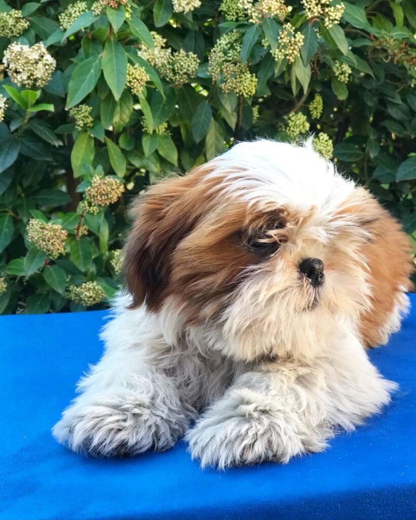 Rosie, a red and white Shih Tzu puppy available for adoption