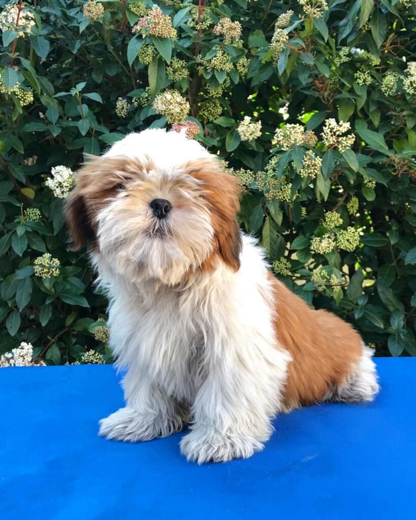 Rosie, a red and white Shih Tzu puppy available for adoption