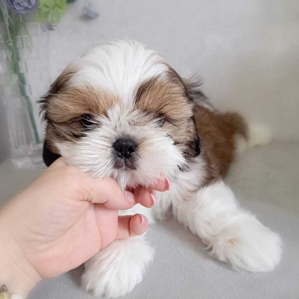 Sunny, a gold and white Shih Tzu puppy available for adoption