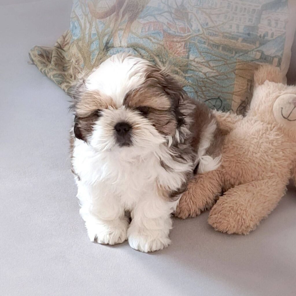 Sunny, a gold and white Shih Tzu puppy available for adoption