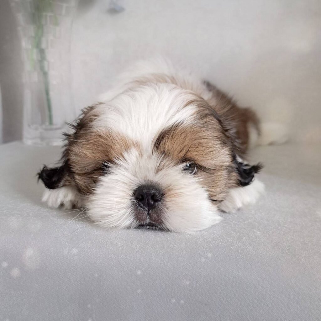Sunny, a gold and white Shih Tzu puppy available for adoption