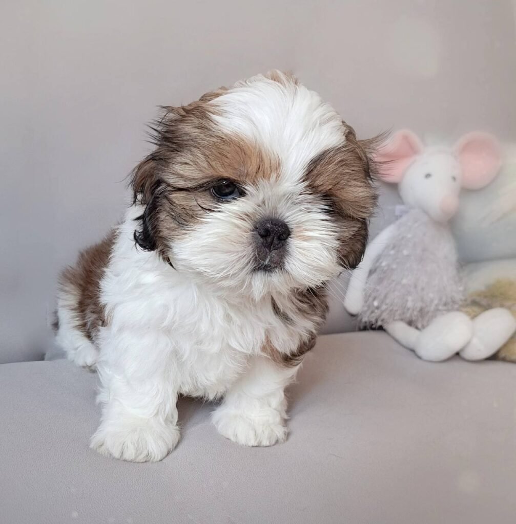 Sunny, a gold and white Shih Tzu puppy available for adoption