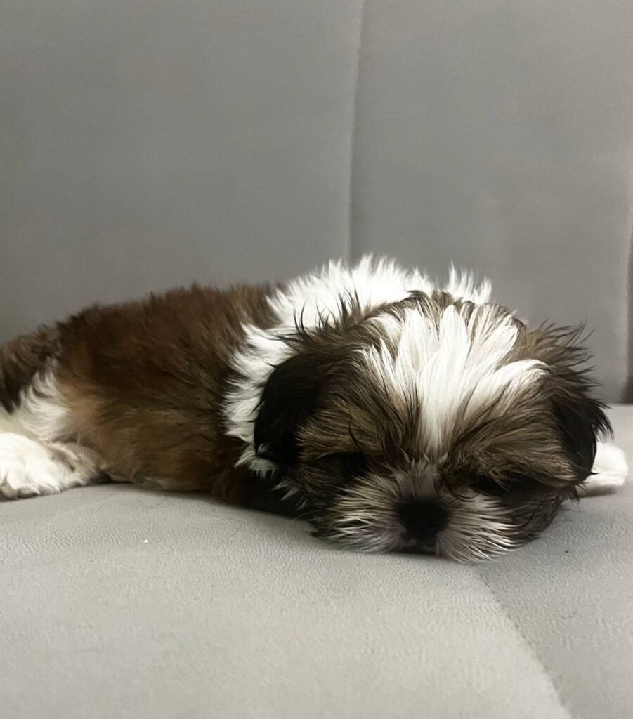 Olive, a brindle and white Shih Tzu puppy available for adoption