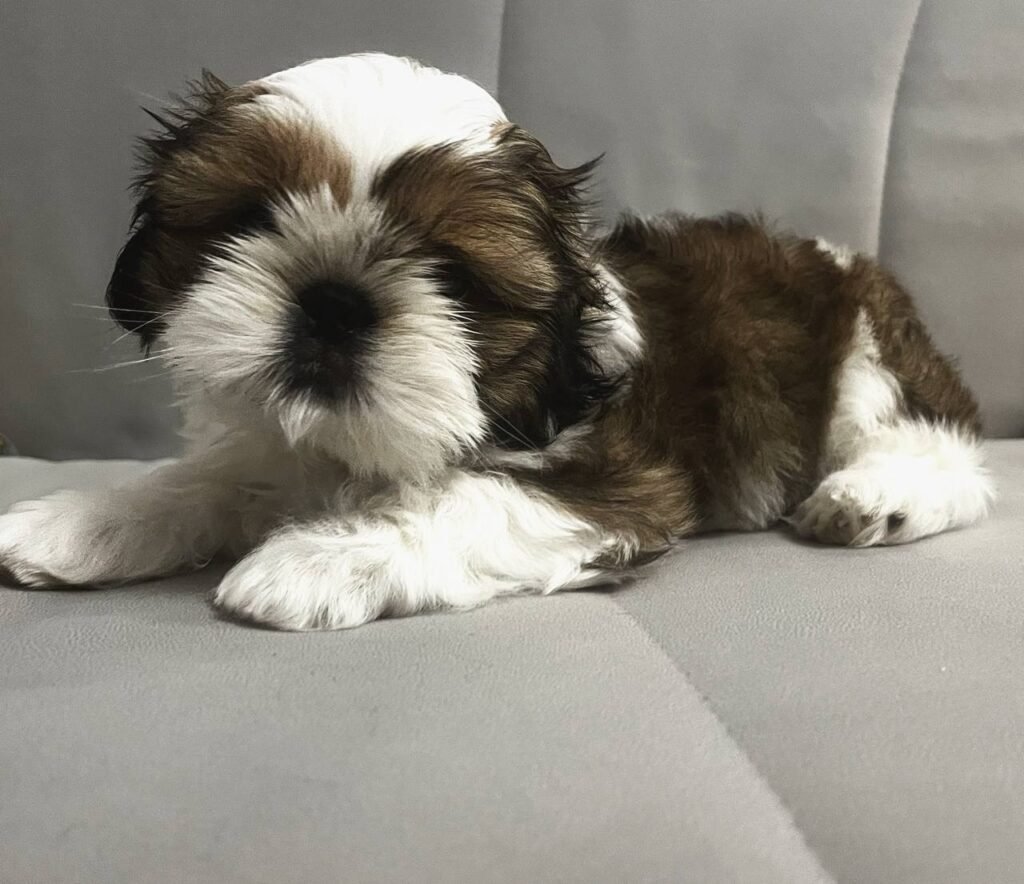 Olive, a brindle and white Shih Tzu puppy available for adoption