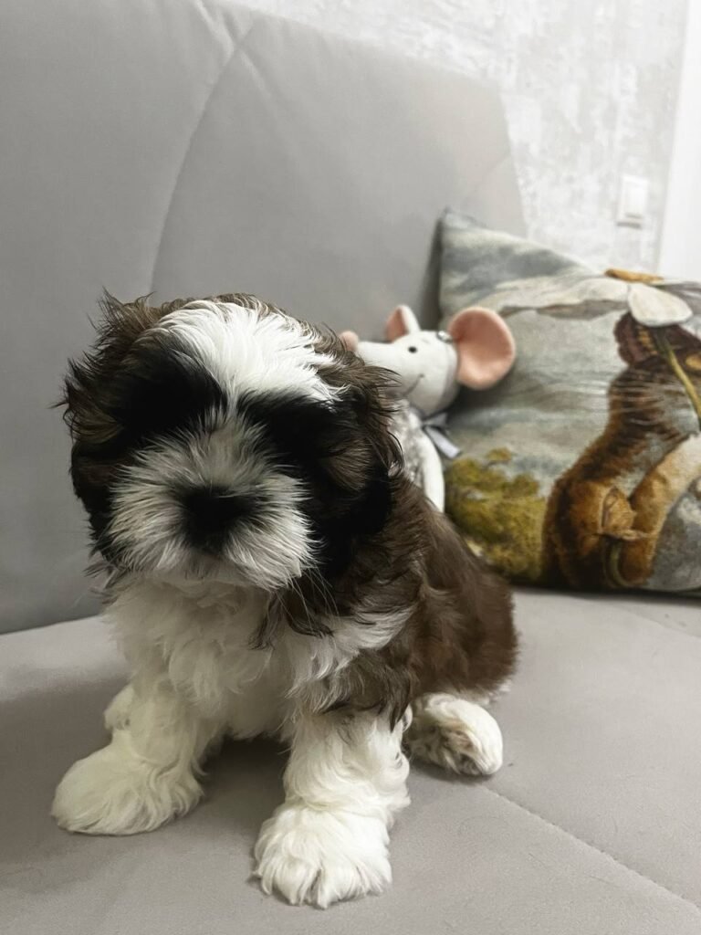 Olive, a brindle and white Shih Tzu puppy available for adoption