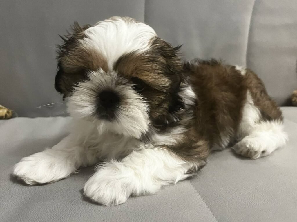 Olive, a brindle and white Shih Tzu puppy available for adoption