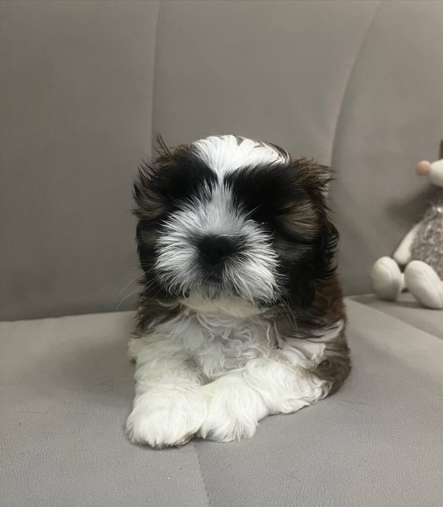 Olive, a brindle and white Shih Tzu puppy available for adoption