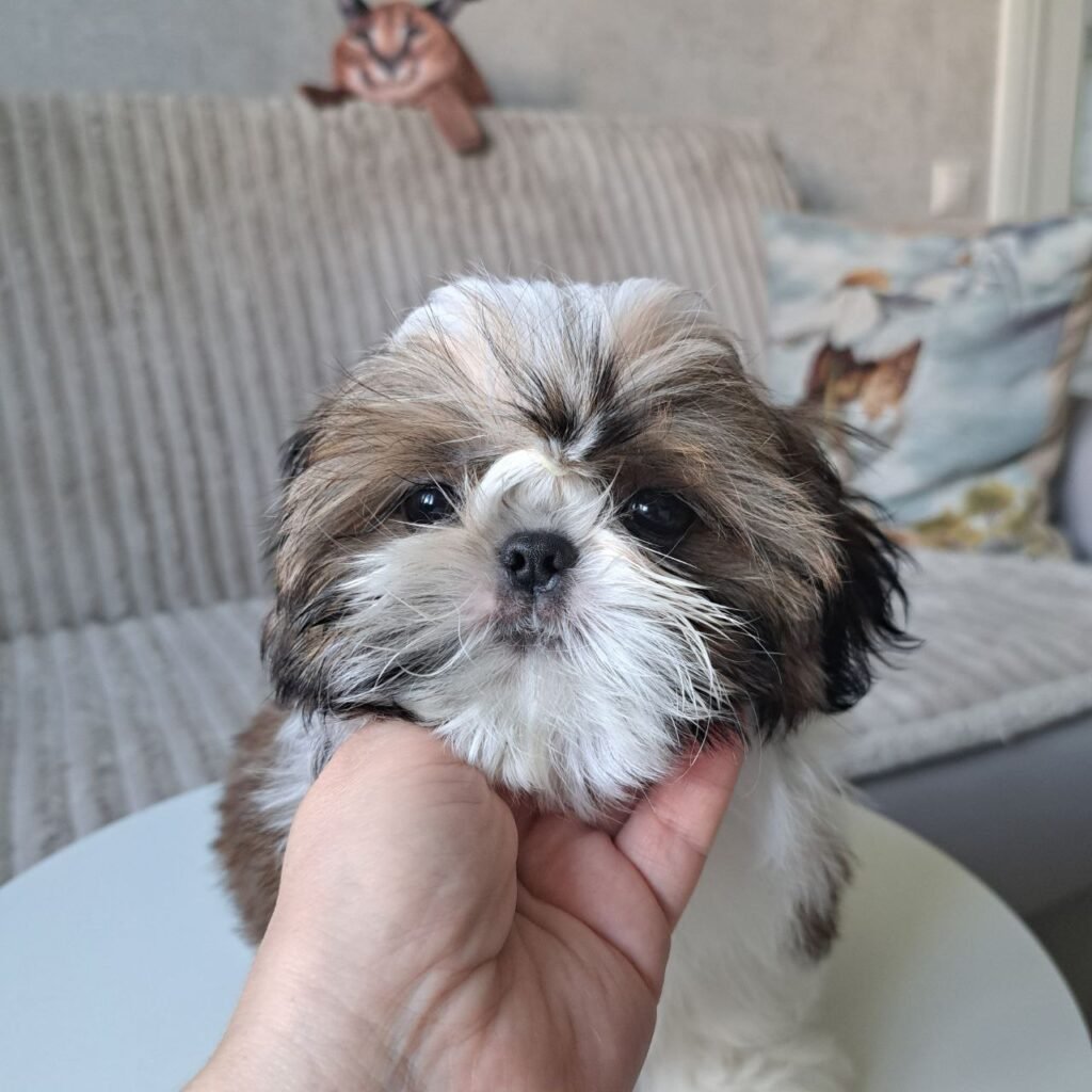 Toffee, a gold and white Shih Tzu puppy available for adoption