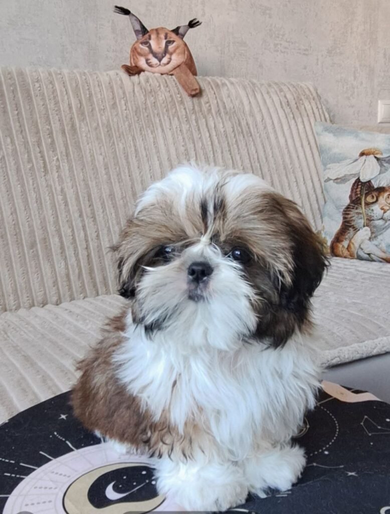 Toffee, a gold and white Shih Tzu puppy available for adoption