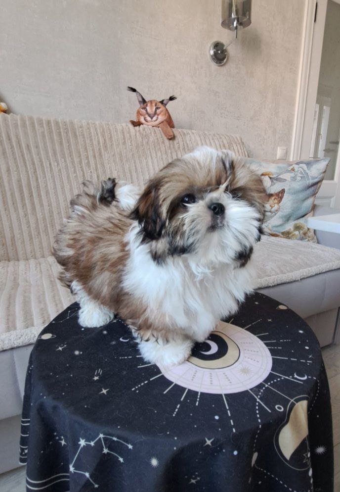 Toffee, a gold and white Shih Tzu puppy available for adoption