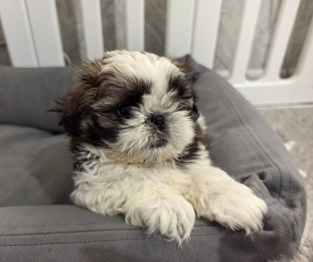 Waffles, a brindle and white Shih Tzu puppy available for adoption