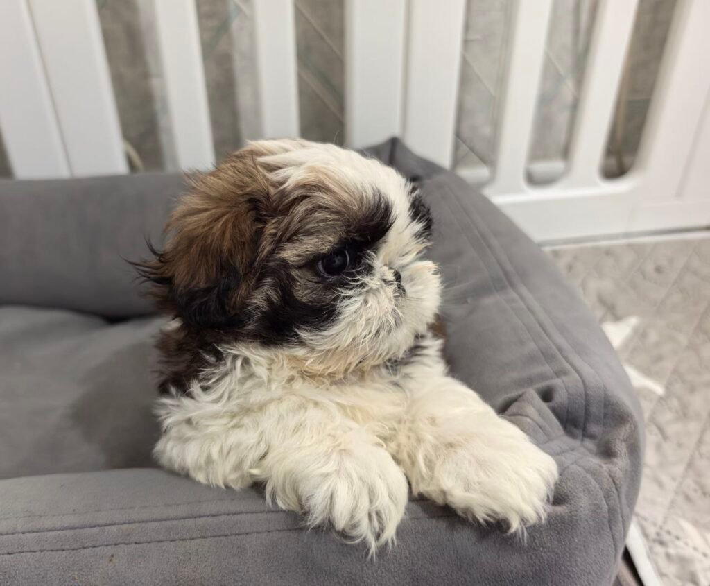 Waffles, a brindle and white Shih Tzu puppy available for adoption