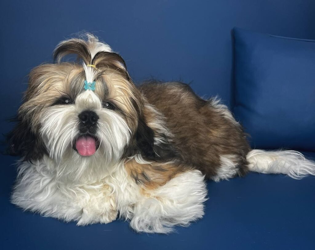 Pepper, one of our adult Shih Tzu sires at Royal Puff Paw Shihtzu