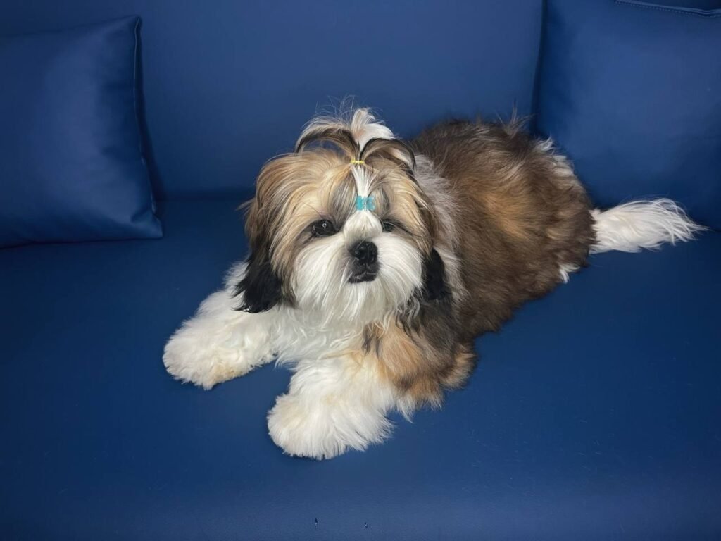 Pepper, one of our adult Shih Tzu sires at Royal Puff Paw Shihtzu