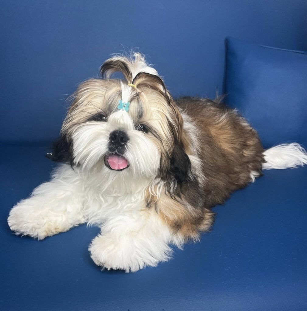 Pepper, one of our adult Shih Tzu sires at Royal Puff Paw Shihtzu
