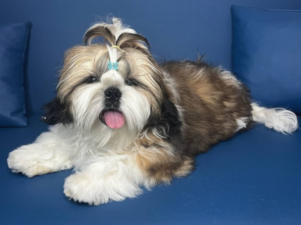 Pepper, one of our adult Shih Tzu sires at Royal Puff Paw Shihtzu