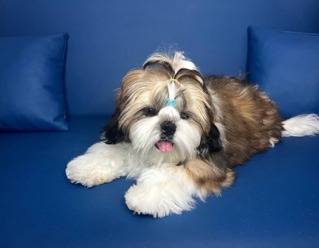 Pepper, one of our adult Shih Tzu sires at Royal Puff Paw Shihtzu