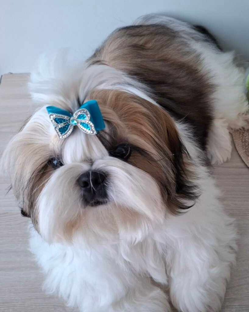 Clover, one of our adult Shih Tzu dams at Royal Puff Paw Shihtzu