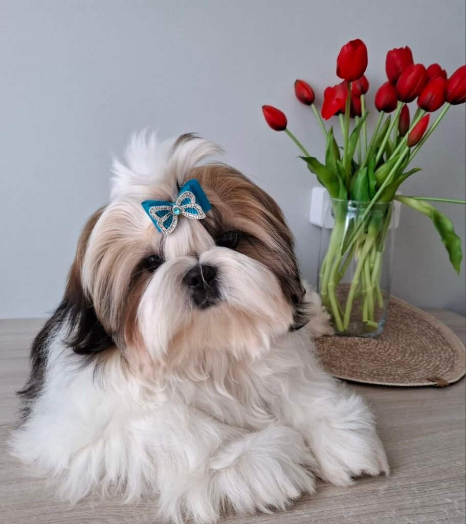 Clover, one of our adult Shih Tzu dams at Royal Puff Paw Shihtzu