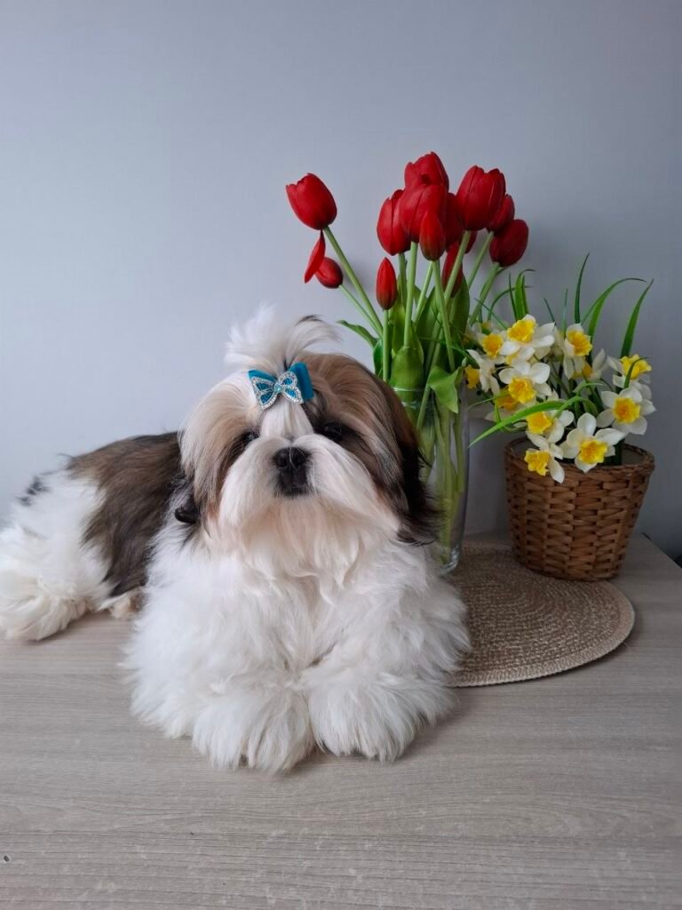 Clover, one of our adult Shih Tzu dams at Royal Puff Paw Shihtzu