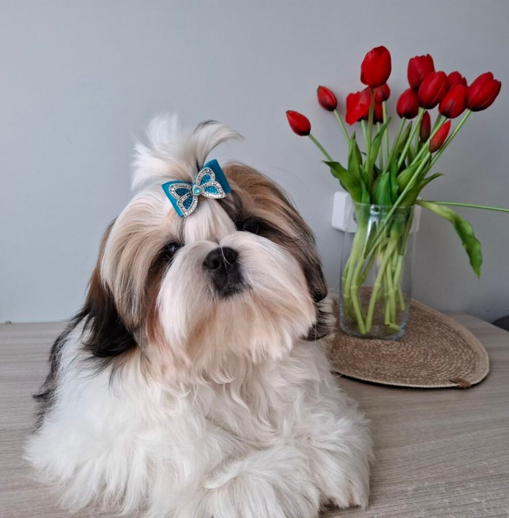 Clover, one of our adult Shih Tzu dams at Royal Puff Paw Shihtzu