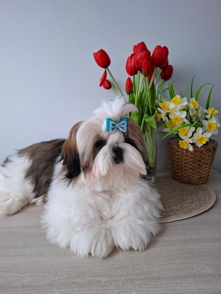 Clover, one of our adult Shih Tzu dams at Royal Puff Paw Shihtzu